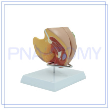 PNT-0582 Mais populares Medical the female reproductive system photo